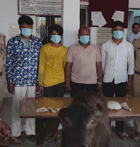 सिंभावली पुलिस ने पकड़े पशु चोर गिरोह के सदस्य। स्रोत पुलिस