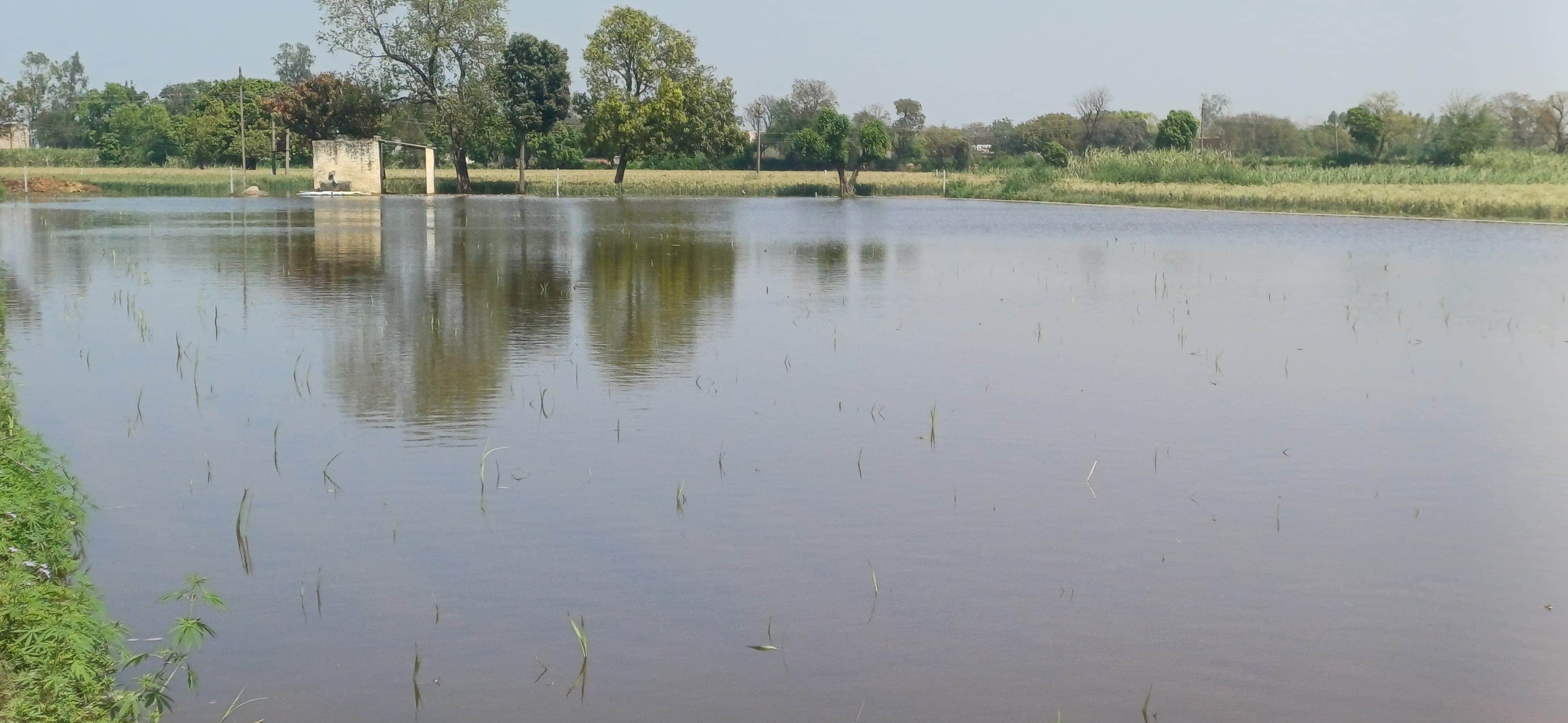 अहार क्षेत्र के गांव रसूलपुर में रजवाहा कटने से खेतों में भरा पानी। संवाद