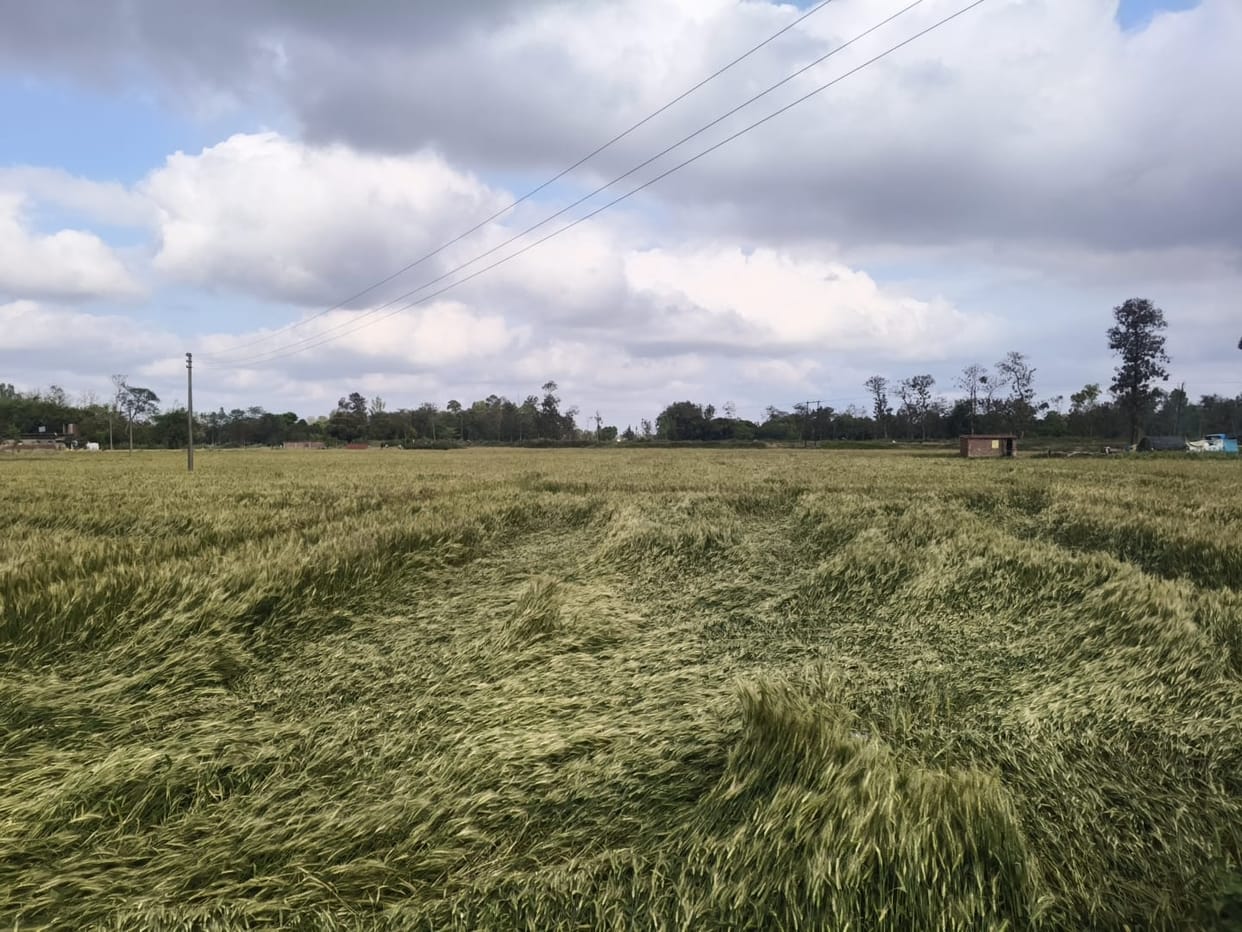 Rain of disaster... wheat crop falls in the fields, farmers worried