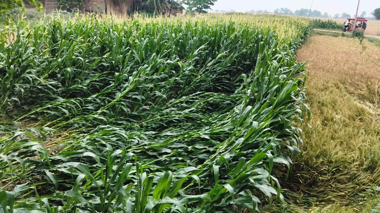 बेमौसम बारिश के चलते गिरी खड़ी मक्का की फसल।संवाद