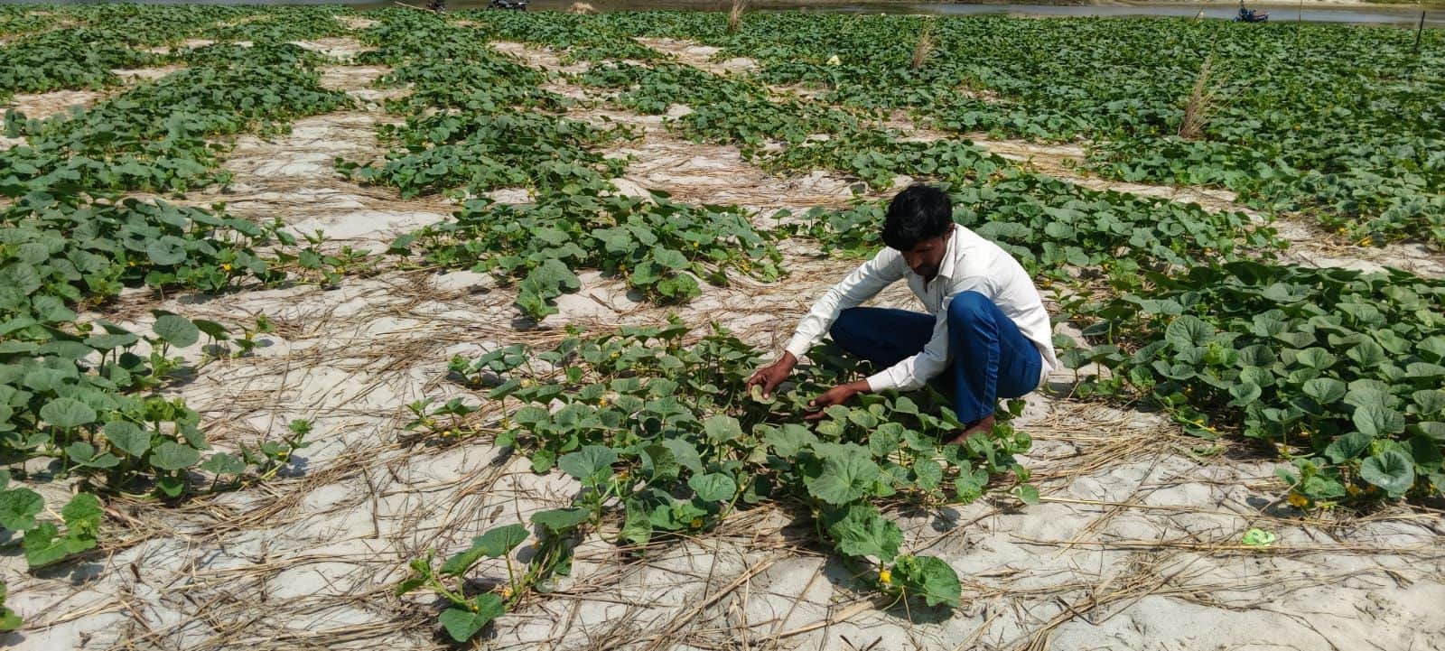 फोटो-13- परियर के पनपथा में तरबूज की फसल देखता किसान। संवाद