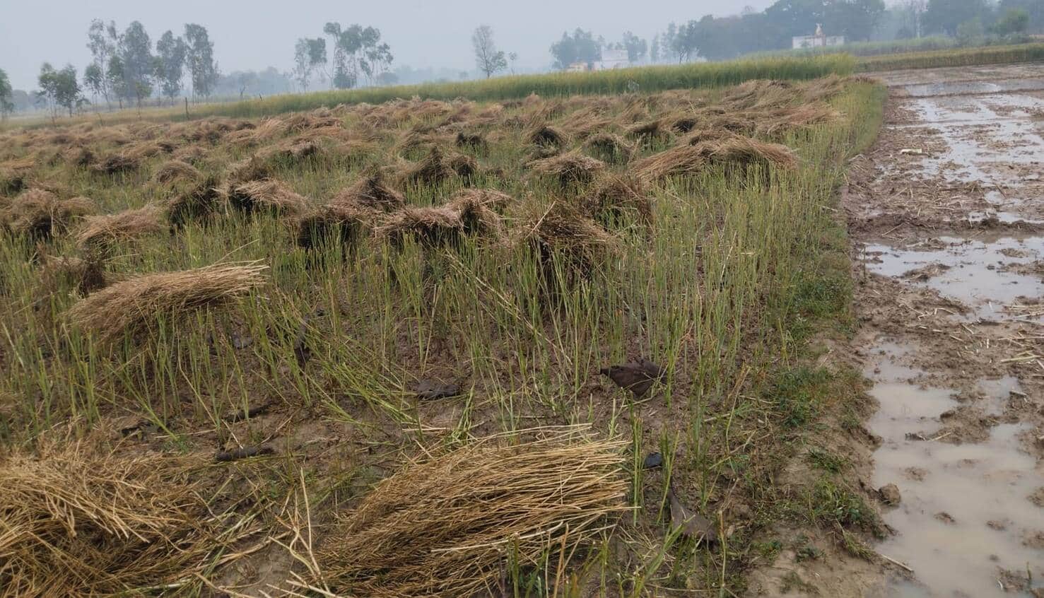फोटो-19-बलरामपुर के रेहरा बाजार में बारिश के कारण भीगी फसल ।-संवाद