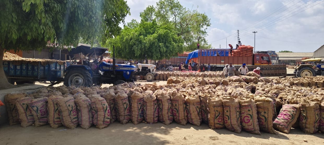 Khyati 402 and Srinath potatoes sold for Rs 800 per quintal