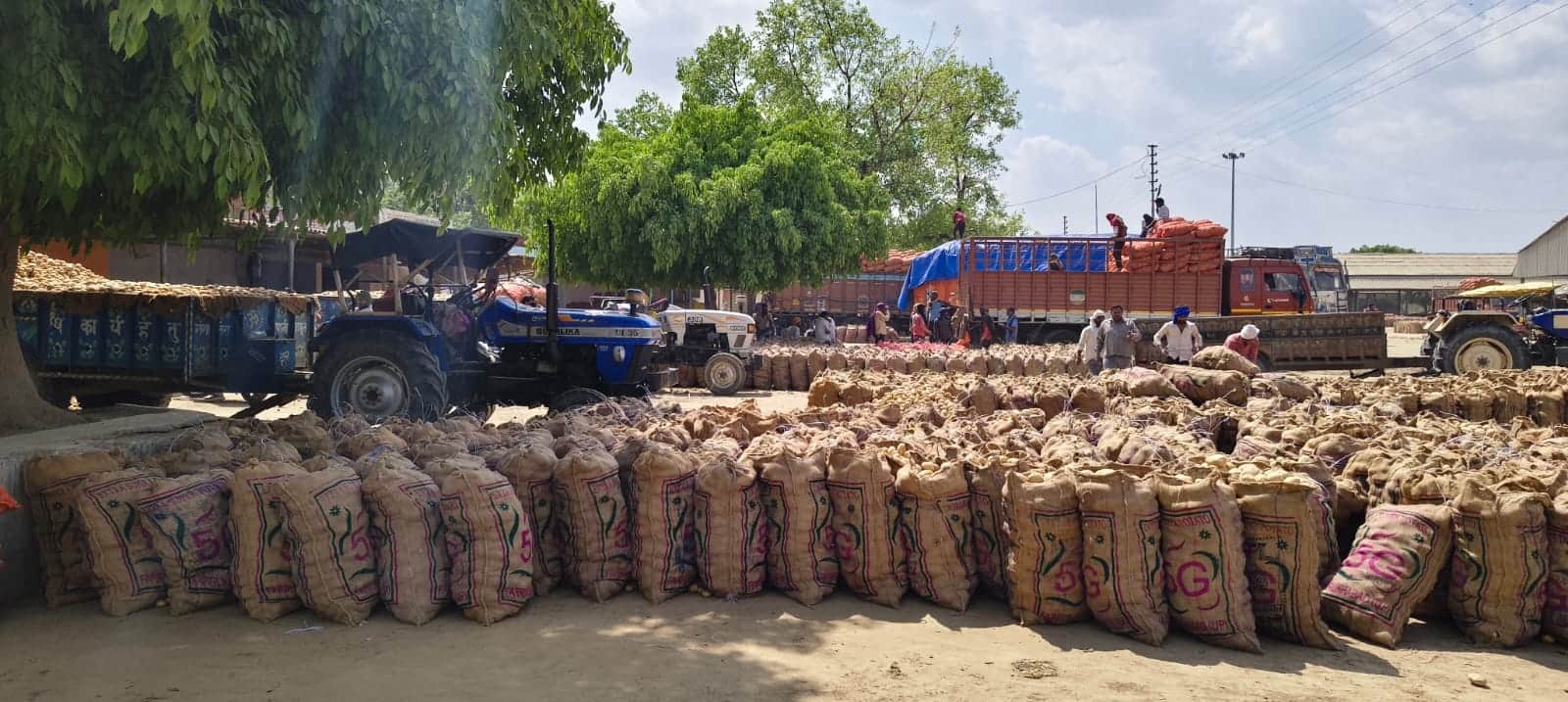 फोटो-43 सातनपुर मंडी लोडिंग के लिए रखे आलू के बोरे। संवाद