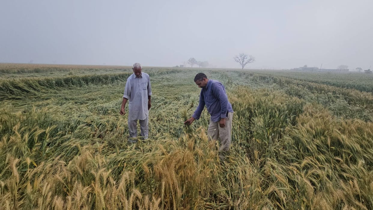 Unseasonal rains damage farmers' crops, their hard work goes to waste