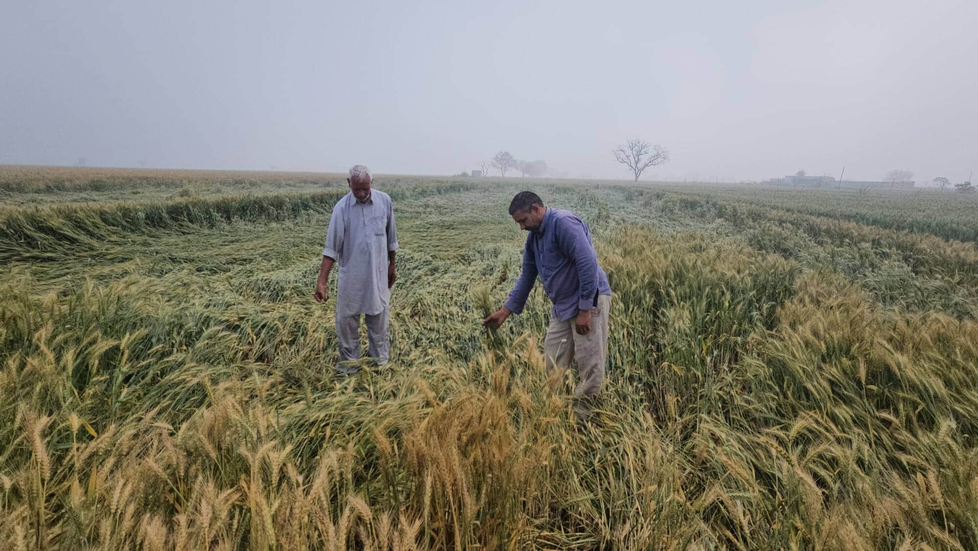फोटो नंबर 71: खेतों में बिछी गेहूं की फसल को निहारते किसान। संवाद