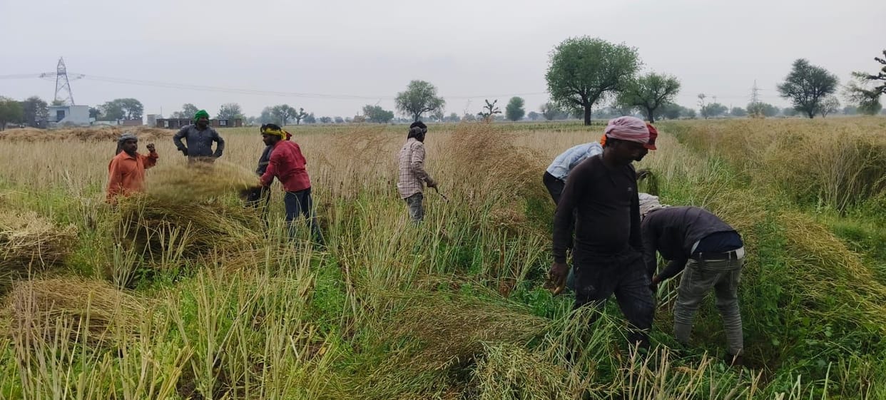 Fog in the morning, mustard harvesting begins as soon as the sun sets in the afternoon