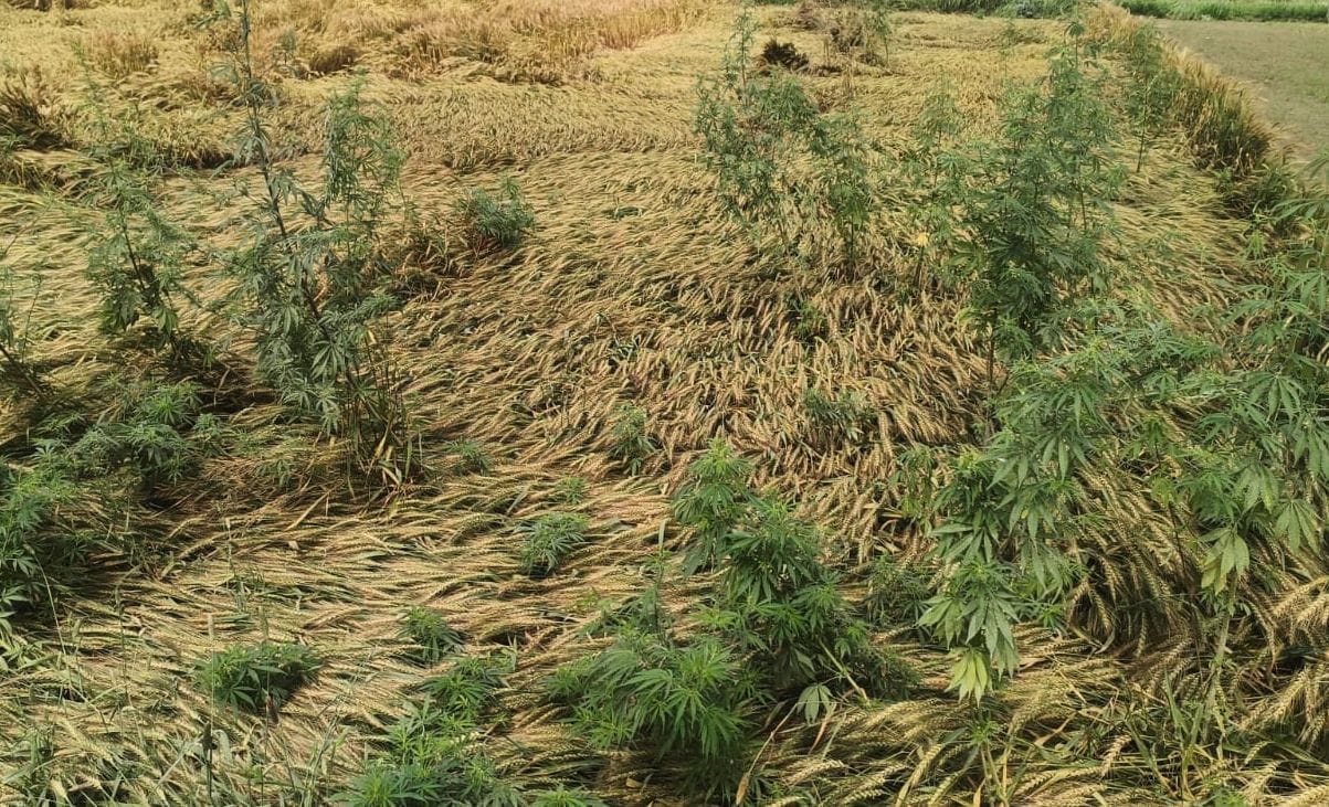 Farmers' worries increase due to weather