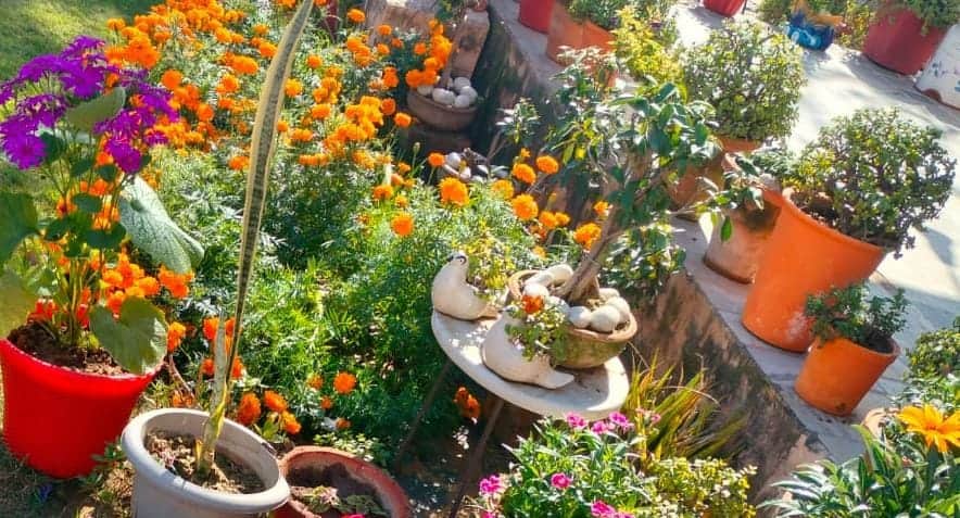 घर में लगाए पौधे। संवाद