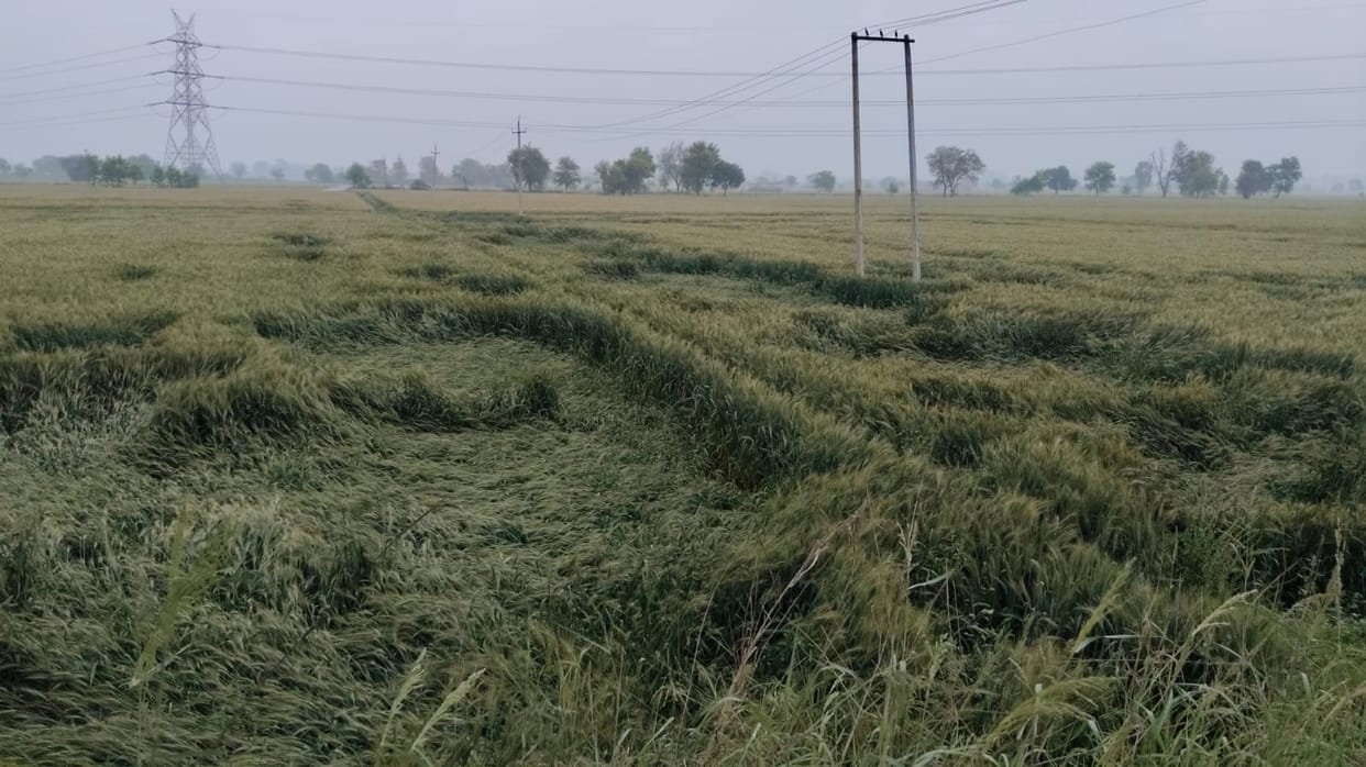 Rain and wind cause 25 to 50% damage to mustard crops across 7,045 acres.