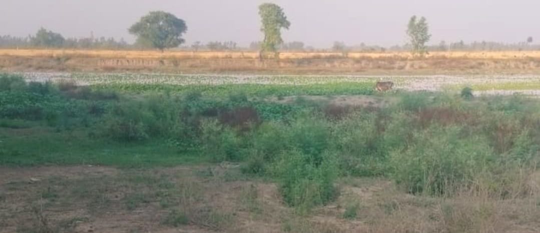 The Scourge of Pollution... Handpumps Spewing Filthy Water, Amrit Sarovars Run Dry