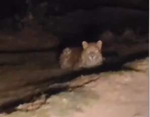 The sighting of a leopard in Atarwa village has created panic among the villagers.