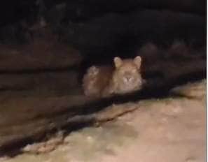 नौगढ़ के अतरवा में दिखा तेंदुआ। स्रोत:-जागरूक पाठक