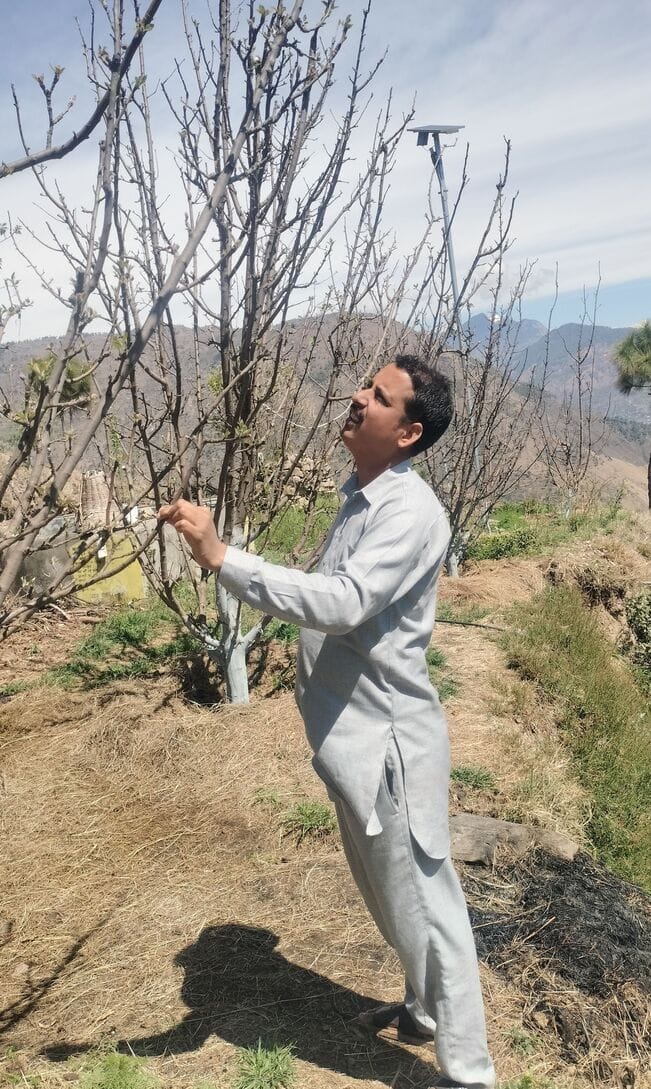 Apple trees have more leaves and fewer flowers