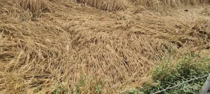 परदहां ब्लाक के खरगजेपुर में बारिश और तेज हवा के बाद गिरी गेहूं की फसल। संवाद