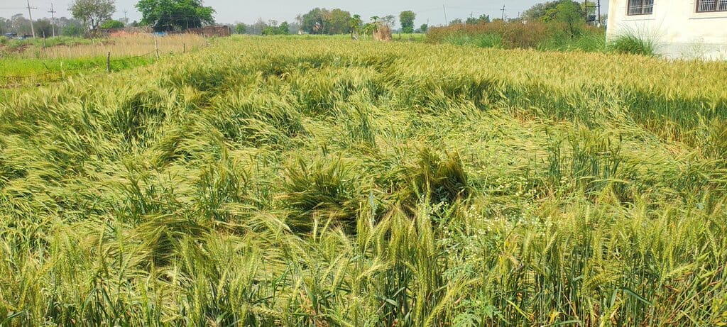 Wheat crop fell in the fields after the rain