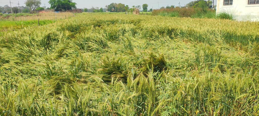 सुहवल गांव में तेज हवा और बारिश से बर्बांद हुई गेहूं की फसल। संवाद
