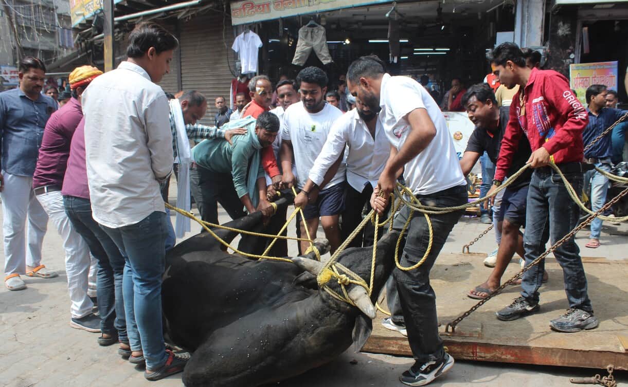 शहर के सासनी गेट चौराहे से सांड़ को पकड़कर ले जाते नगर पालिका कर्मी। संवाद