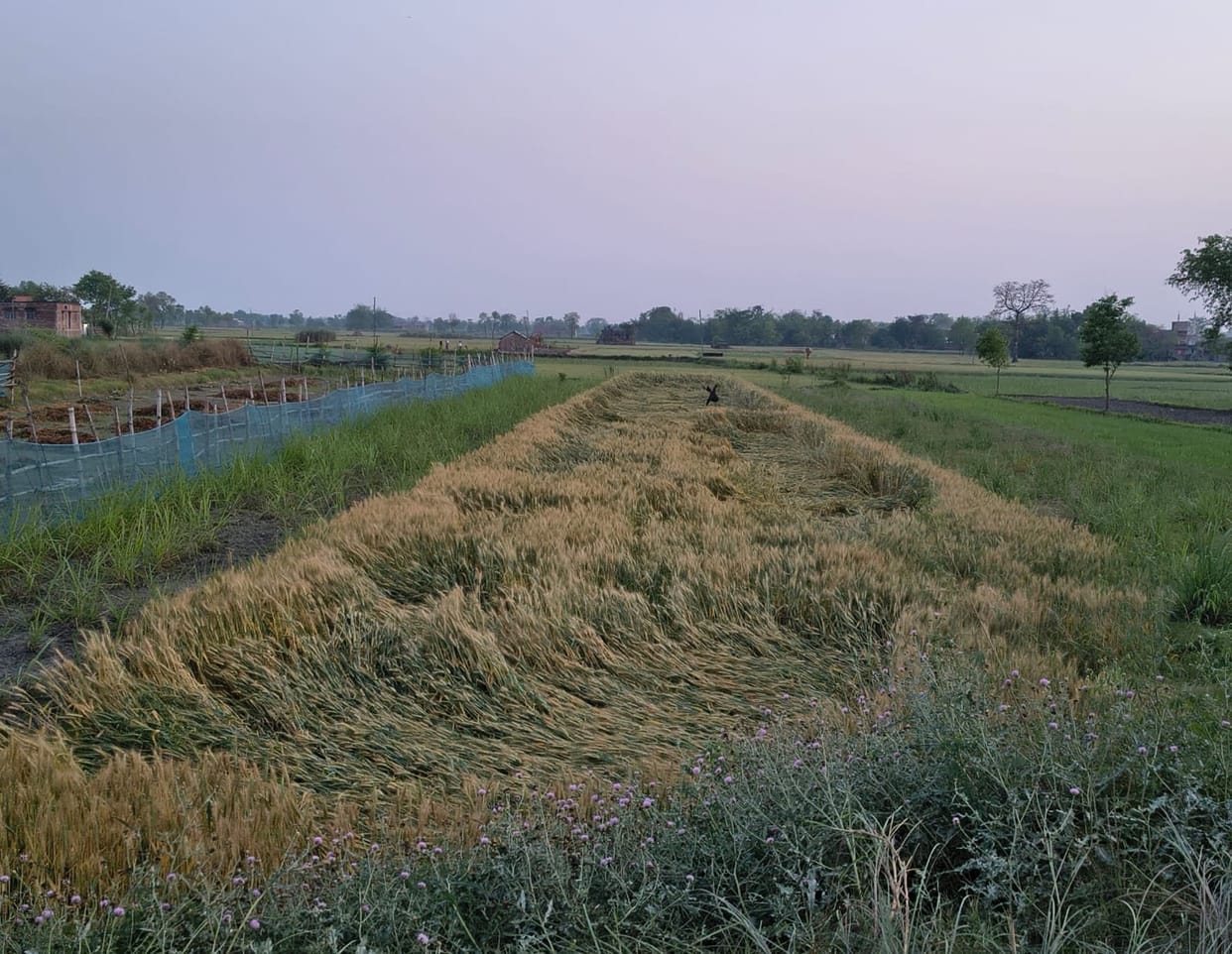 Farmers Shaken by Rain; Wheat and Mustard Crops at Risk