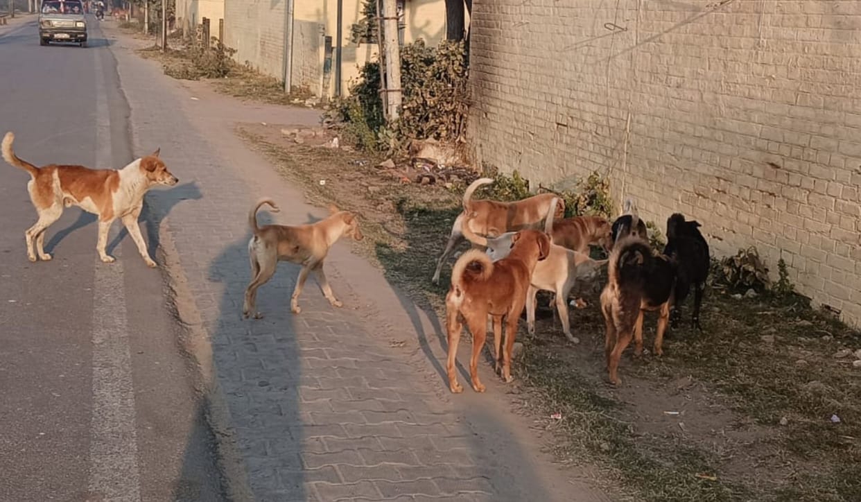 Two groups clashed in Mohammadabad over dog bite.