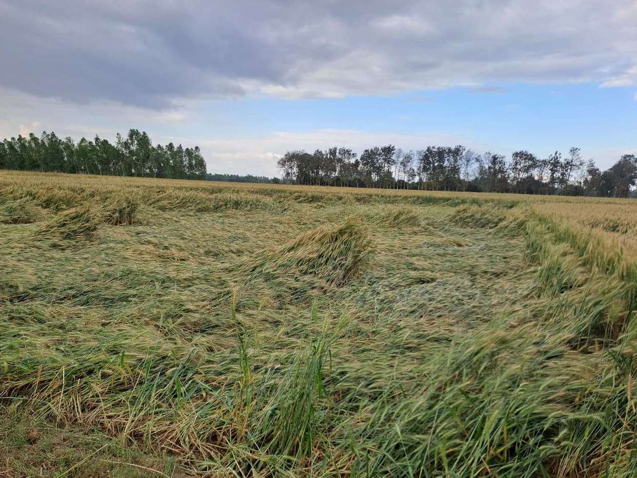 Unseasonal rain damages crops, leaves farmers disappointed