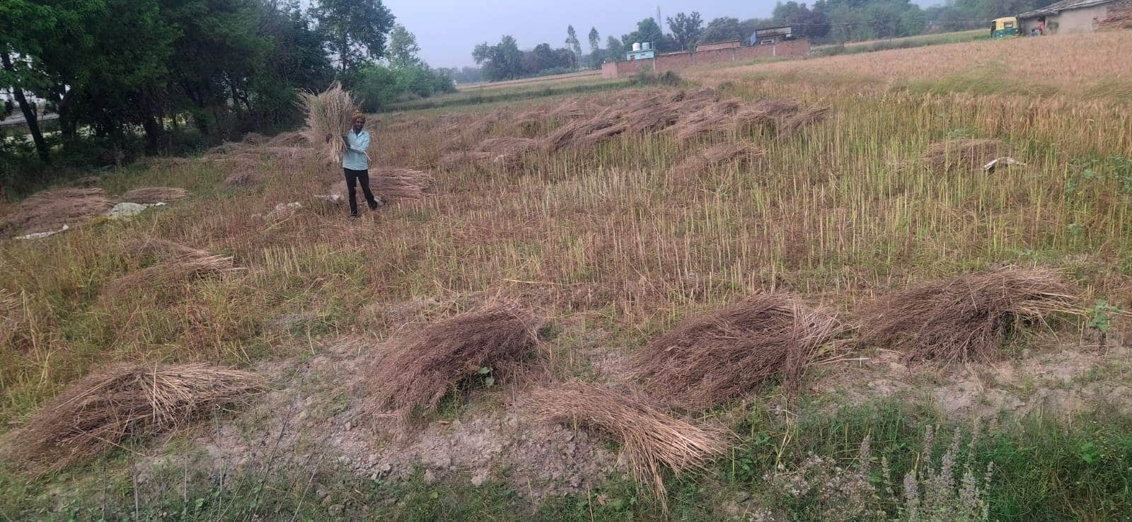 ठेकमा में सरसो की फसल बटोरता किसान। संवाद