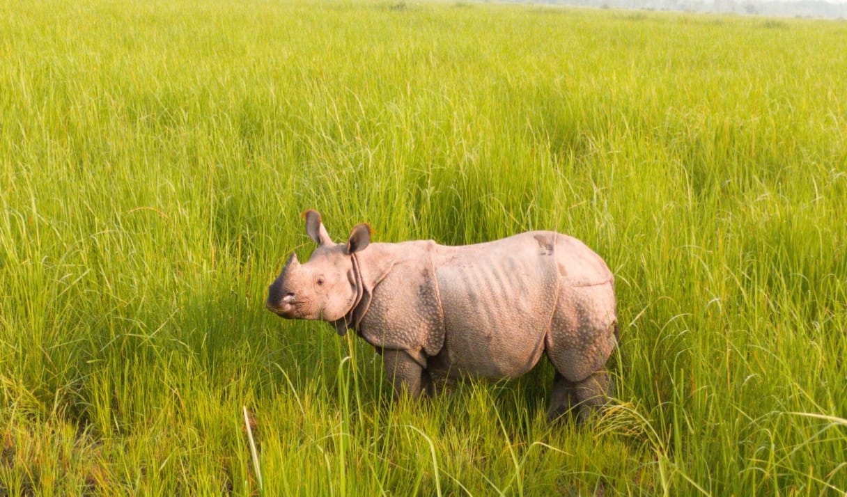 Dudhwa rhinos embroiled in hide-and-seek, operation postponed on first day