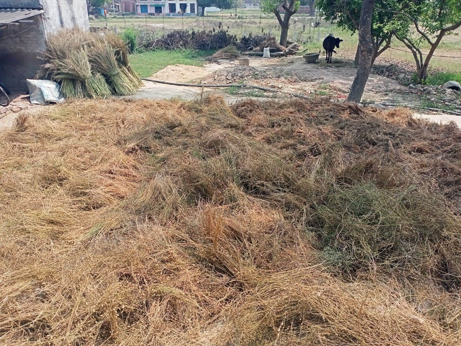 भिदिउरा में धुप निकलने पर सुखने के लिए फैलाई गई चना की भीगी फसल । संवाद