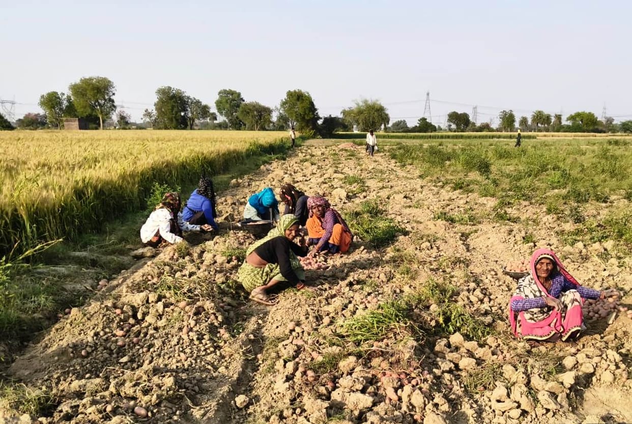 Farmers engaged in harvesting mustard and digging potatoes