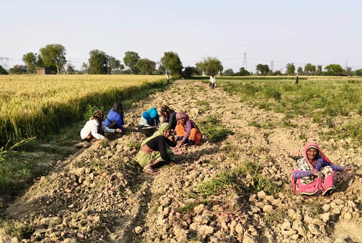 फोटो-22-आलू की खोदाई करते किसान।संवाद