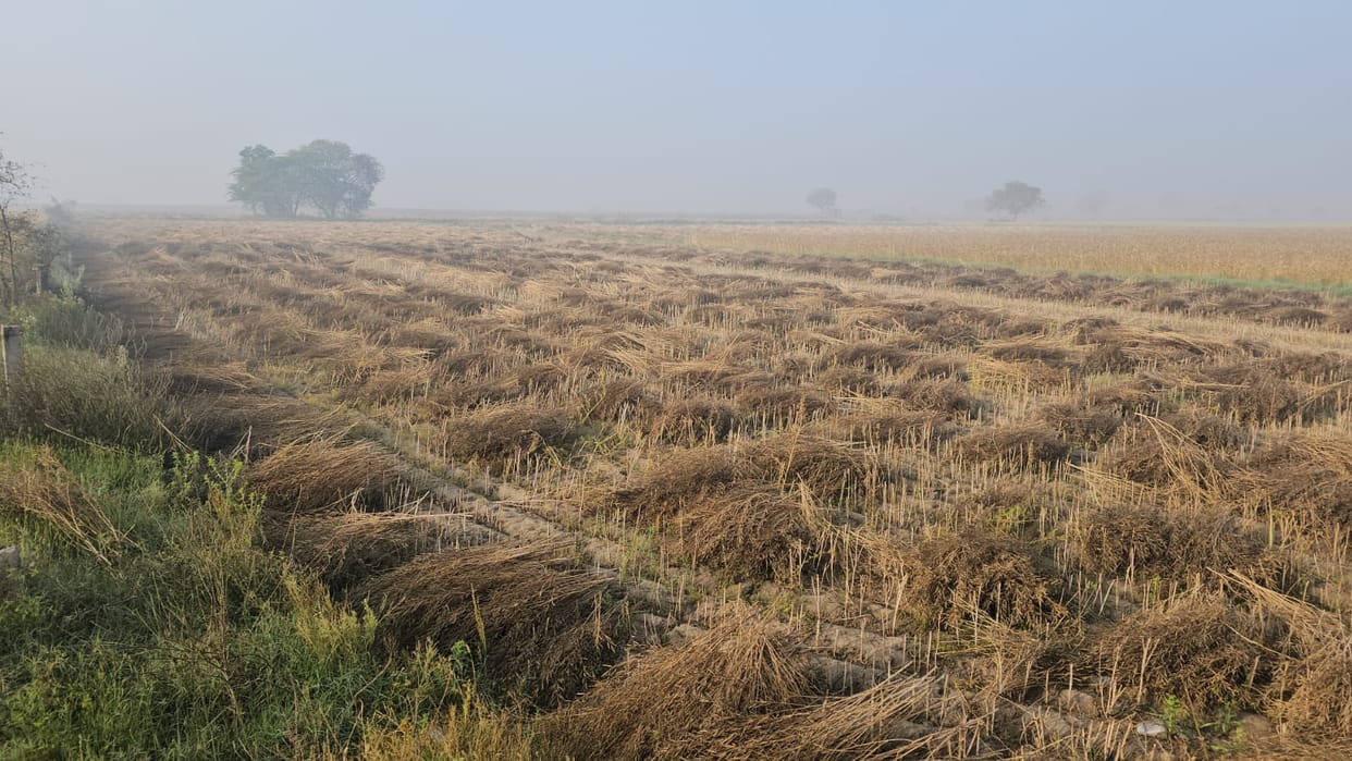 Unseasonal Rains Damage Mustard Crop; Farmers Now Busy Drying It