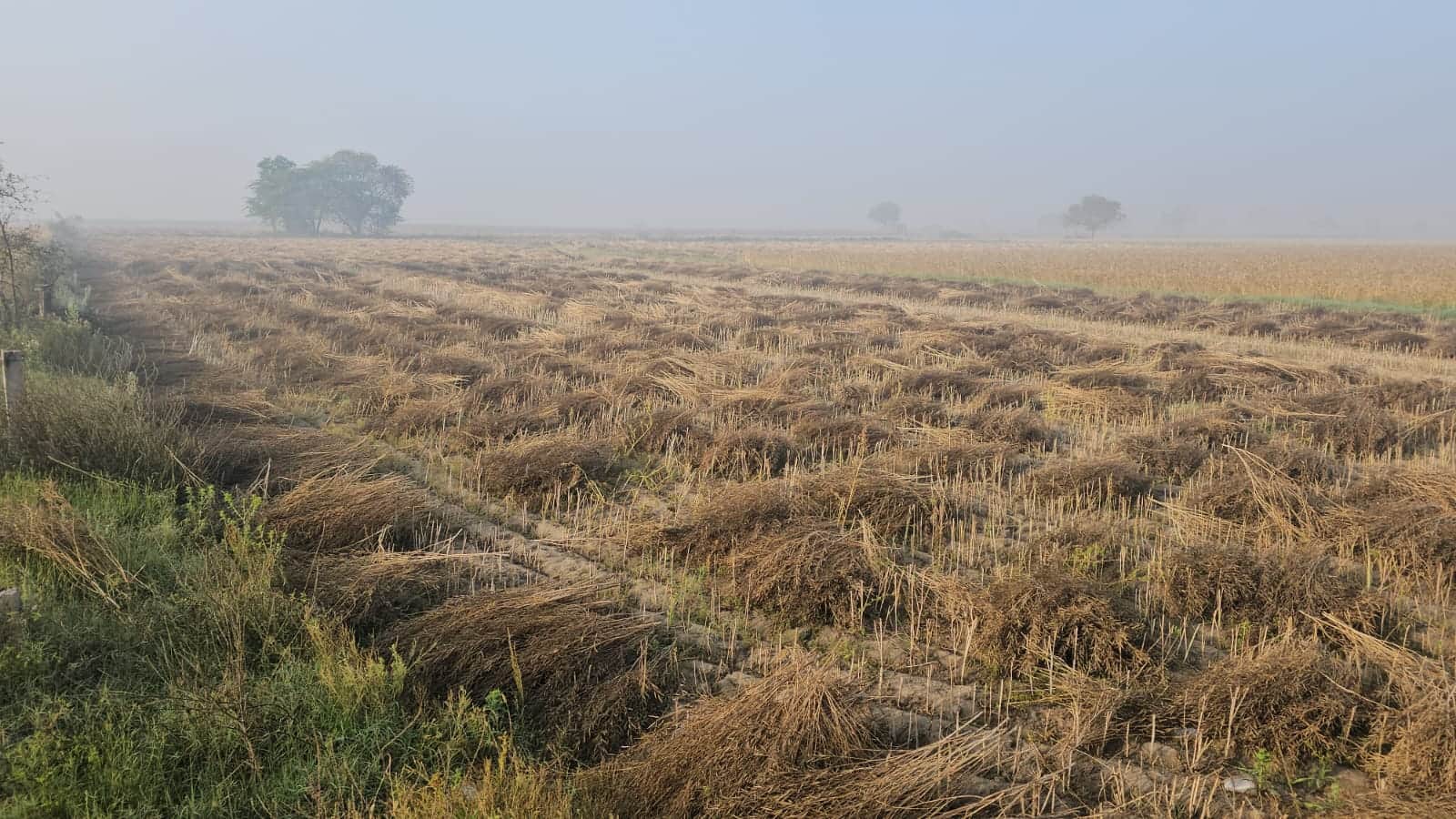 फोटो नंबर 73 खेतों में सूखाने के लिए रखी गई सरसों की कटी हुई फसल। (संवाद)