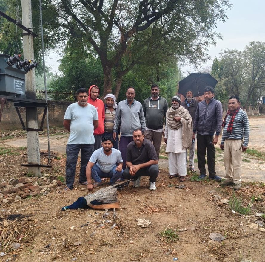 Peacock dies after coming in contact with 11,000 HT line in village Dulana