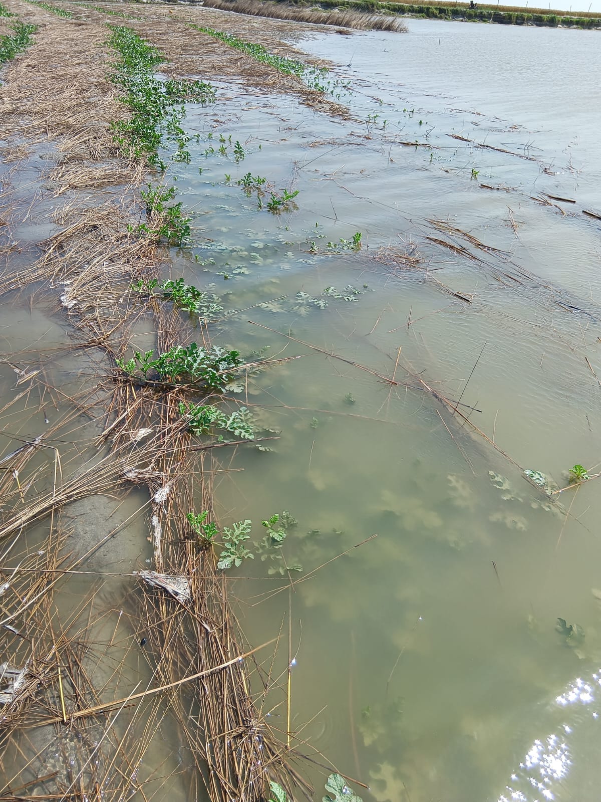 The water level of the Ganges rose suddenly, submerging the summer crops.