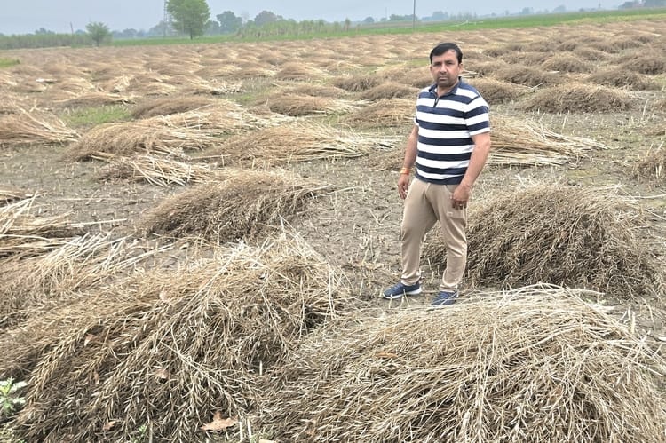 99% of Hapur's crops are out of insurance coverage, as unseasonal rains have destroyed mustard and potatoes.