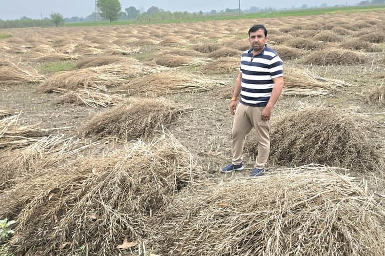 गांव श्यामपुर ददायरा में खेत में बारिश में भीगी कटी पड़ी सरसों की फसल को देखते ग्रामीण। संवाद
