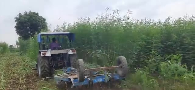 Farmers sowing green manure and pulses will get an incentive of Rs 1000 per acre