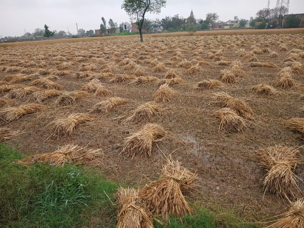 Heavy rain accompanied by strong winds increased farmers' worries