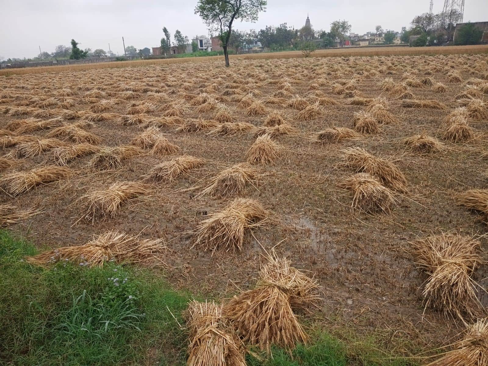 जिले में पिछले कई दिन पहले हुई बारिश से भीगी कटी गेहूं की फसल। संवाद