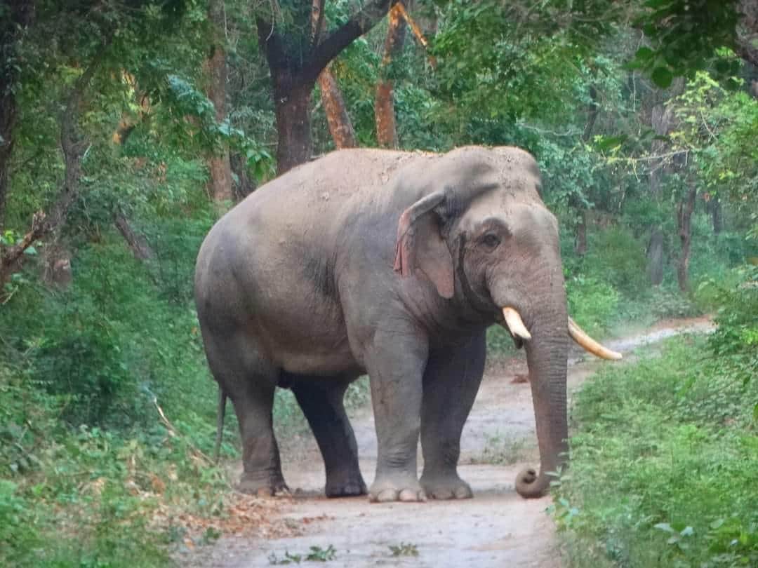 कतर्नियाघाट के जंगल में विचरण करता टस्कर हाथी स्रोत : वन विभाग