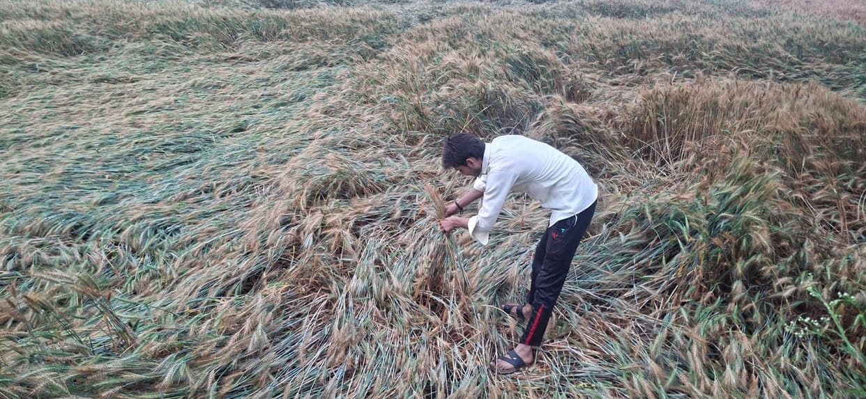 Rain and strong winds caused crop damage, delaying harvesting