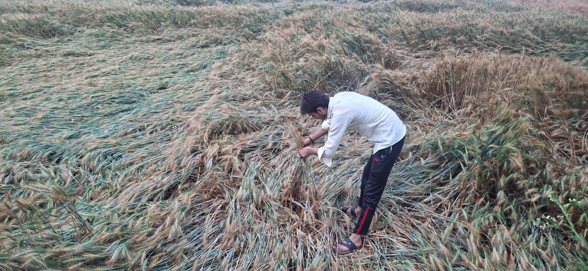 महराजगंज तहसील क्षेत्र के अलीपुर में तेज हवा व बारिश होने से गेहूं की गिरी फसल को देखता किसान। 