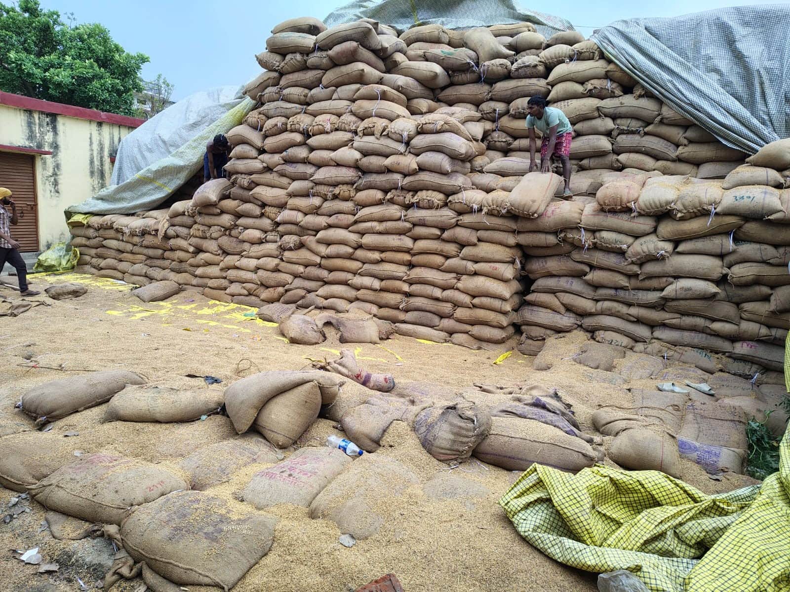 मनियर क्षेत्र के पिलुई गांव स्थित क्रय केंद्र परिसर में भींगा धान।संवाद