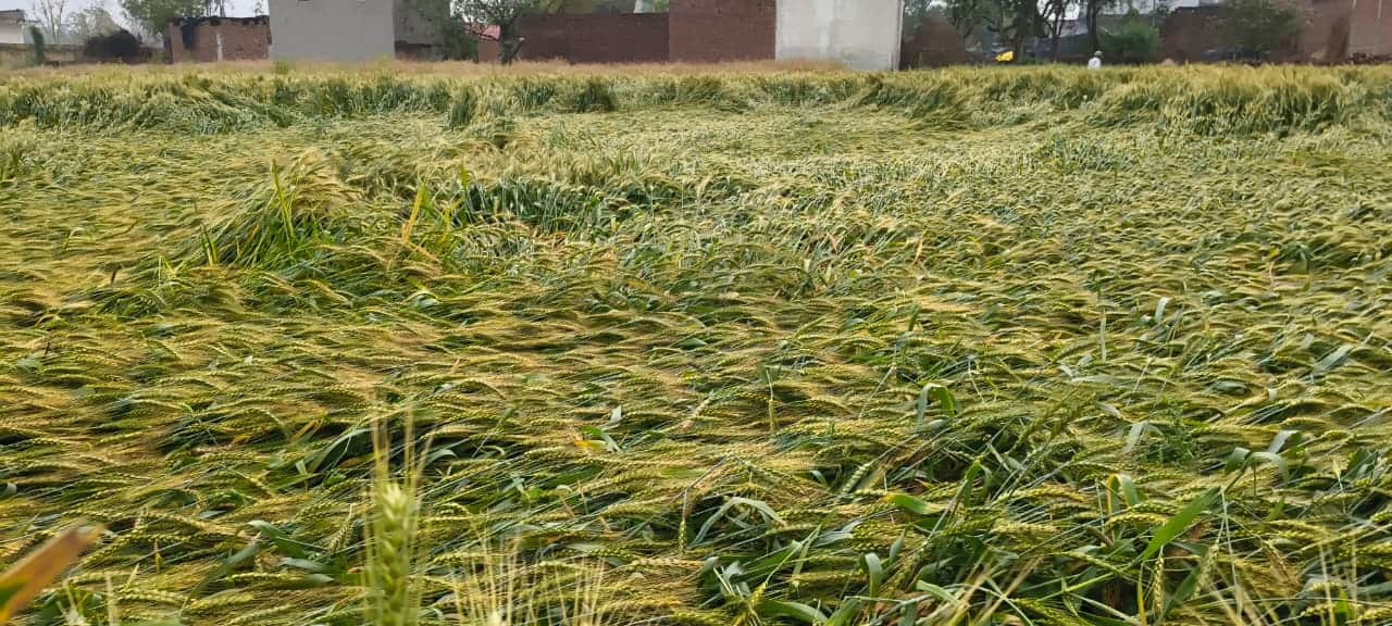 मारहरा में बारिश के बाद बिछी पड़ी गेहूं की फसल। संवाद