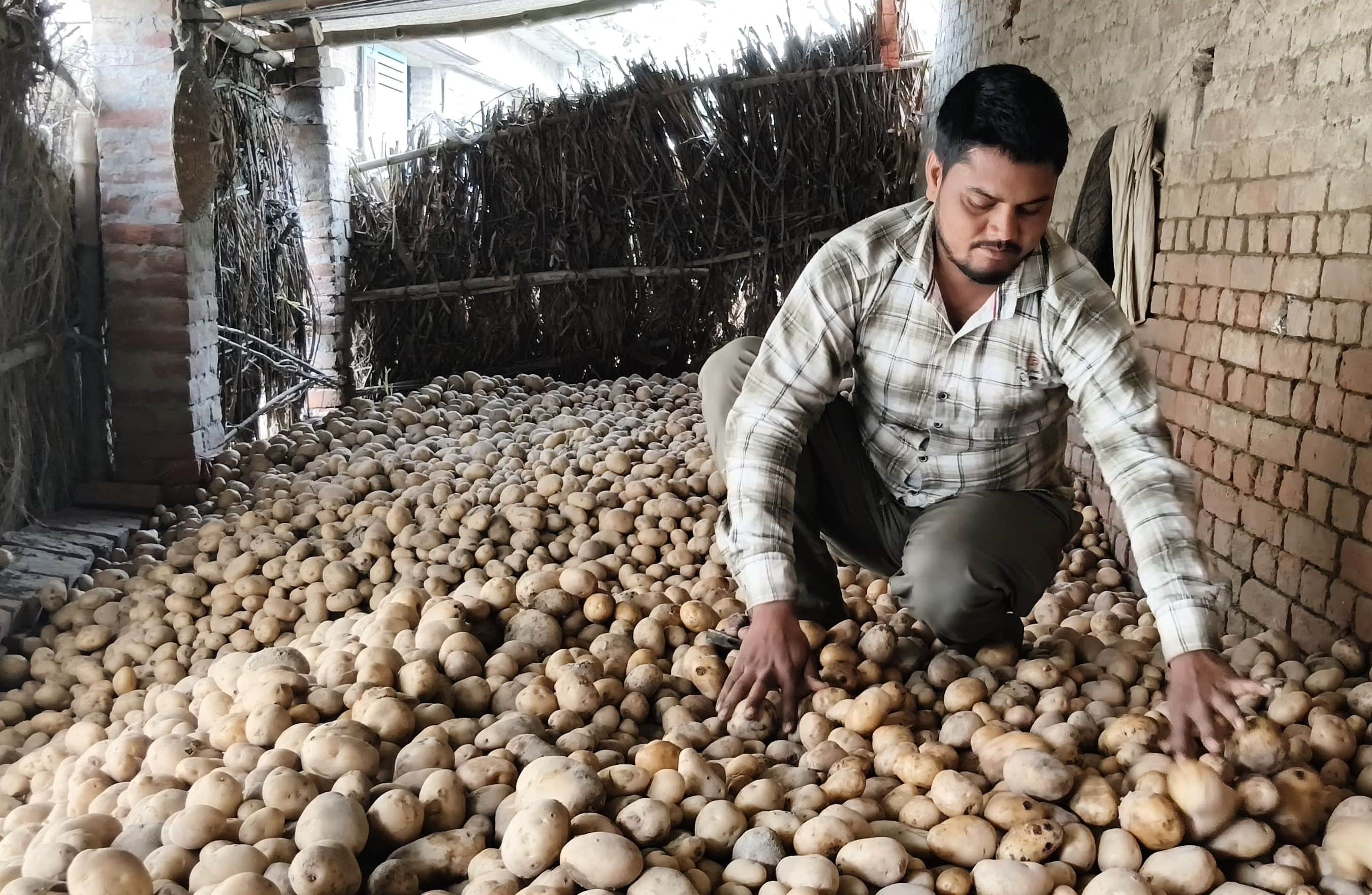 मधवाजलालपुर गांव के हेमंत मौर्या अपने घर में आलू सहेजते हुए।