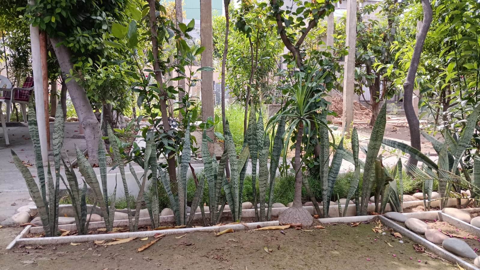 प्रोफेसर रेशम शर्मा की बगिया में उगाए गए नागफनी के पौधे। संवाद