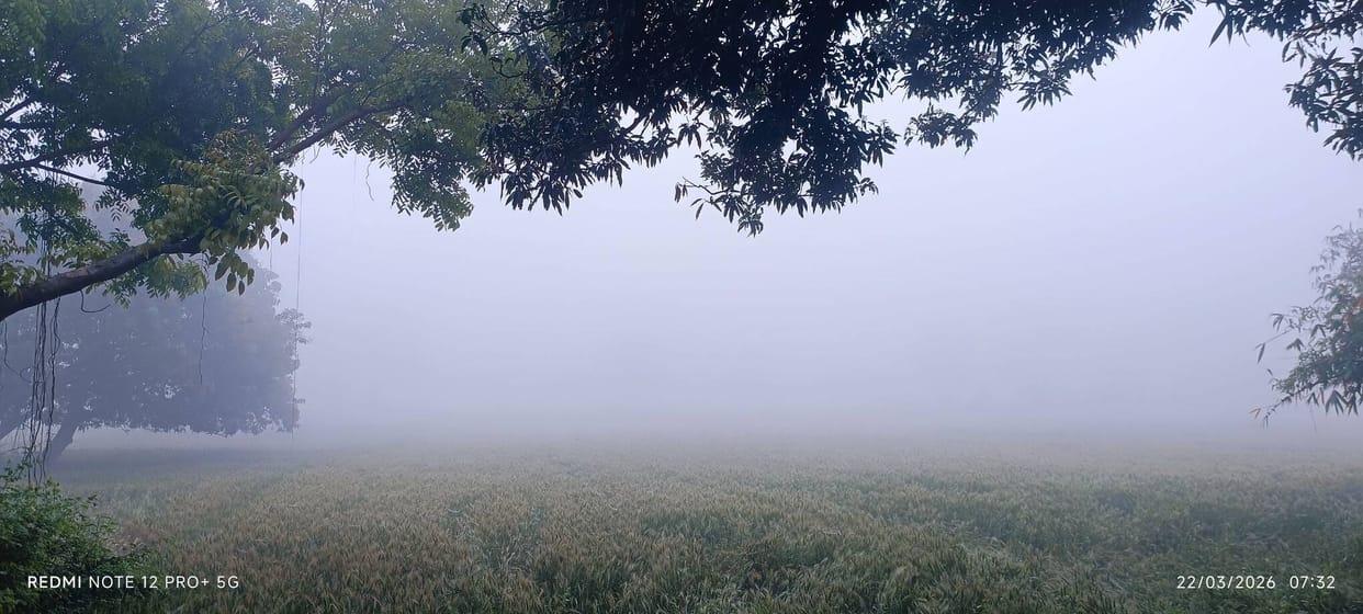 Unseasonal Fog Heightens Farmers' Concerns; Crops at Risk