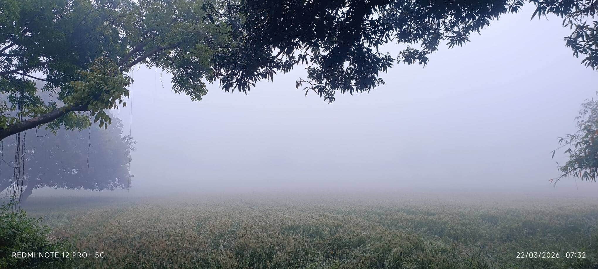 रविवार को पड़ा कोहरा देख किसानों की बढ़ी फसल खराब होने की चिंता। सोशल मीडिया