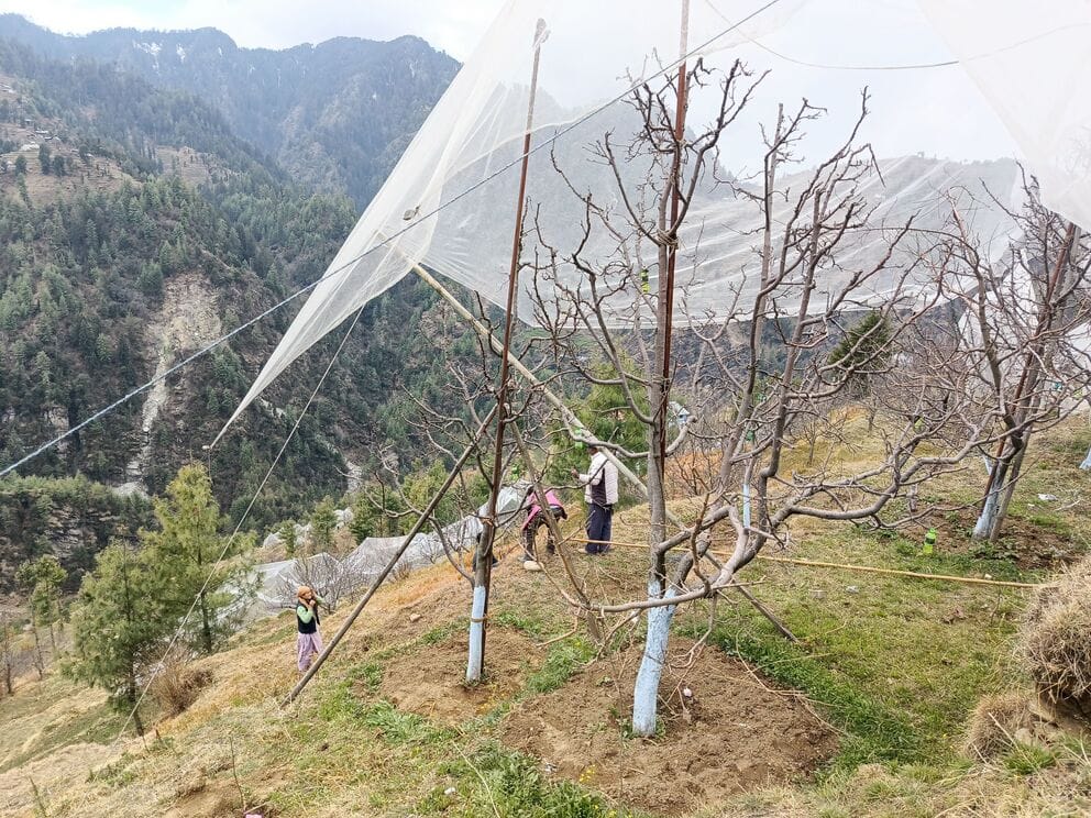 Anti-hailnet nets are broken, gardeners are engaged in repair work