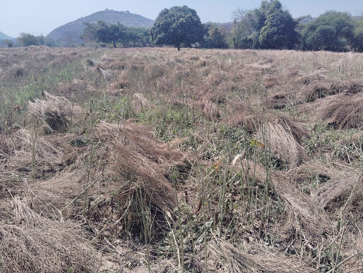 The clouds are not leaving, causing trouble for the harvesting and threshing of crops.